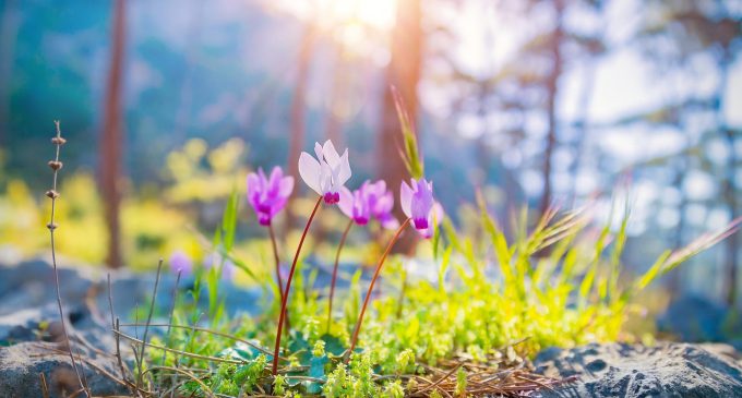 Araştırma: İngiltere’de iklim değişikliği nedeniyle bitkiler bir ay erken çiçek açıyor