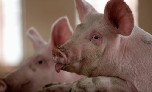 İnsanlara kalp naklinde kullanmak için domuz yetiştirilecek