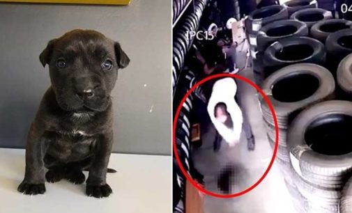Yavru köpeği yere vurarak öldürmüştü: 2 bin lira para cezasına çarptırıldı!