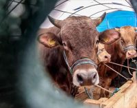 Zararda olan üretici hayvanlarını kesmek zorunda kaldı: Ete en az yüzde 30 zam bekleniyor