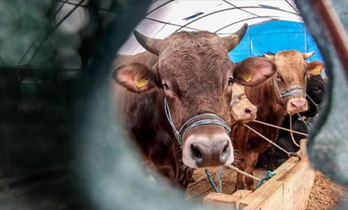 Zararda olan üretici hayvanlarını kesmek zorunda kaldı: Ete en az yüzde 30 zam bekleniyor