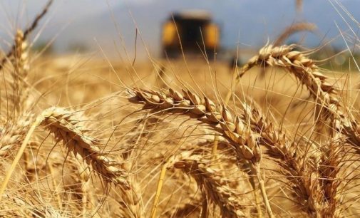 “Tarım ülkesi Türkiye” 495 bin ton buğday ithal edecek: İhale açıldı!