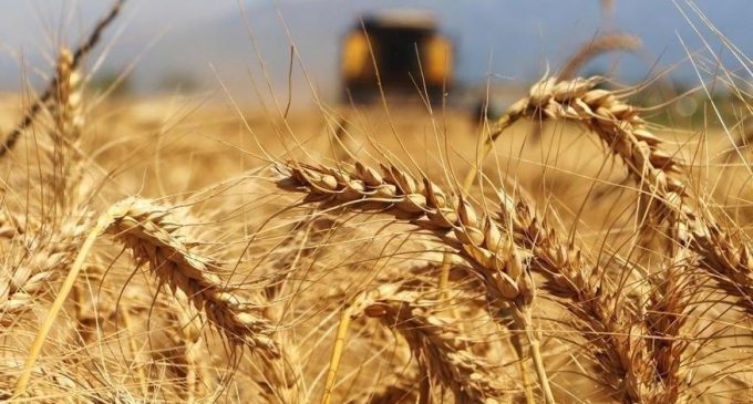 “Tarım ülkesi Türkiye” 495 bin ton buğday ithal edecek: İhale açıldı!