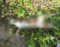 Bodrum’da iki köpek ve yedi kedi zehirlenerek öldürüldü