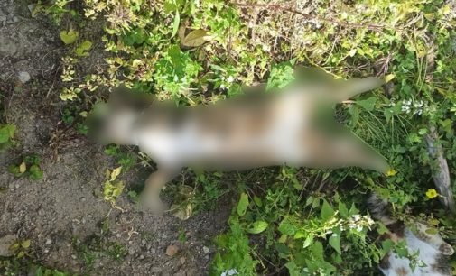 Bodrum’da iki köpek ve yedi kedi zehirlenerek öldürüldü