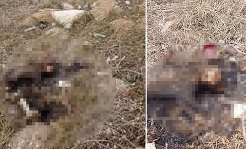 Eskişehir’de vahşet: Bir kedi yakılarak öldürülmüş halde bulundu