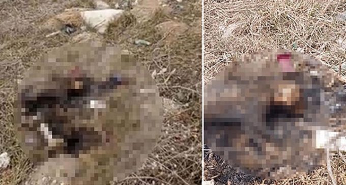 Eskişehir’de vahşet: Bir kedi yakılarak öldürülmüş halde bulundu