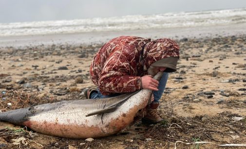 Eyüpsultan sahilinde 24 ölü yunus balığı kıyıya vurdu