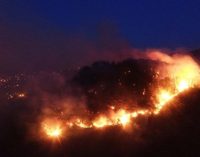 Dalaman’da “yangın” vurgunu: Kayıtlara geçirilmeyen alandaki 4 bin çam ağacı kesilip satılmış!