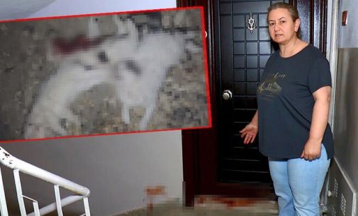 Bursa’da vahşet: Dört yavru kedi, boğazları ve karınları kesilmiş olarak bulundu