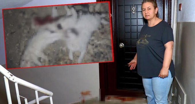 Bursa’da vahşet: Dört yavru kedi, boğazları ve karınları kesilmiş olarak bulundu