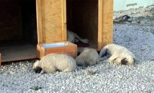 Belediyenin hayvan otelinde sekiz köpek ölü bulundu