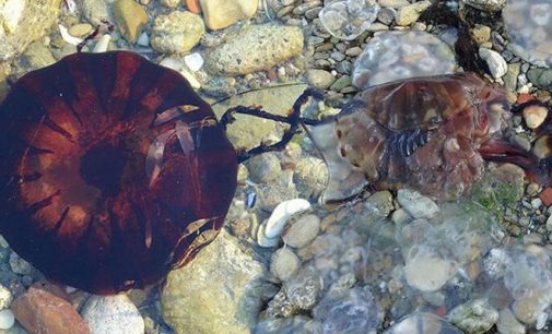 Çanakkale Boğazı’nda zehirli denizanaları görüldü: Uzmanlardan uyarılar