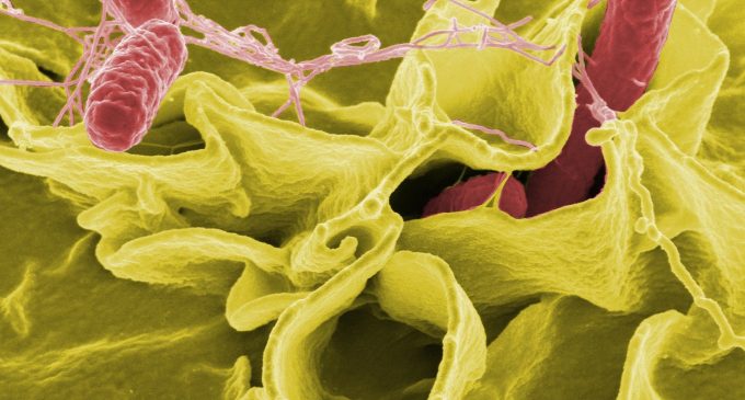 Dünya Sağlık Örgütü: 11 ülkeden 151 Salmonella vakası bildirildi