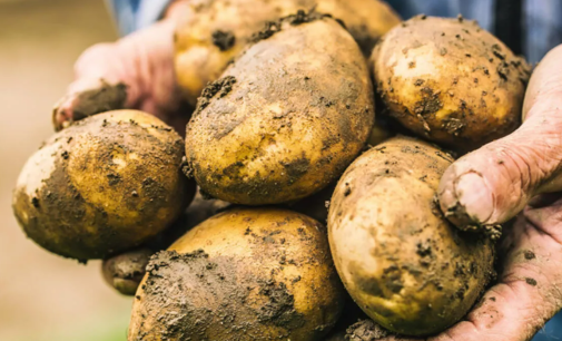 Şimdi de patates krizi patlak verdi: Patateste kanser ihtimali nedeniyle 26 il karantinada!