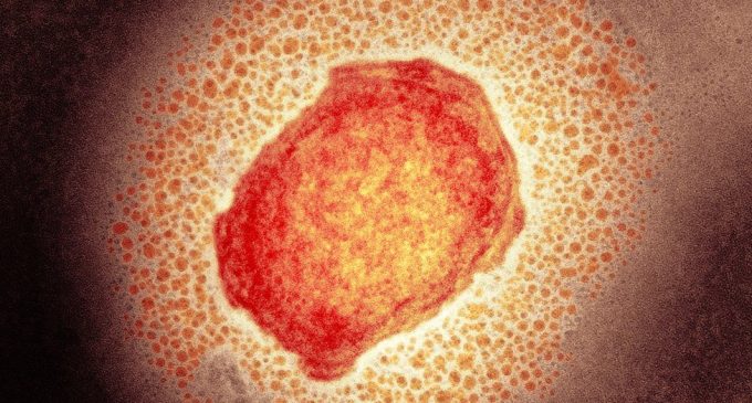 Maymun çiçeği virüsü: Üç ülkede daha yeni vakalar tespit edildi