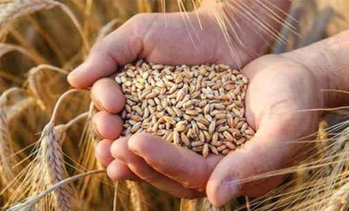 Dünya yazarı Ali Ekber Yıldırım: Buğday krizi ekmek krizine dönüşüyor