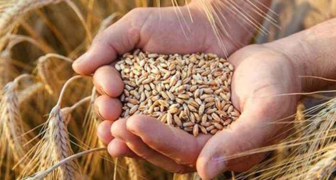 Dünya yazarı Ali Ekber Yıldırım: Buğday krizi ekmek krizine dönüşüyor