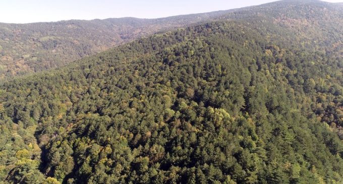 Valilik duyurdu: İzmir’de 26 ormanlık alana dört ay giriş yasağı