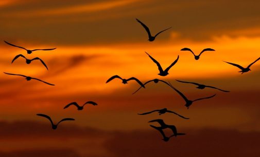 Araştırma: Dünyada kuşların nüfusu son 50 yılda 3 milyar azaldı