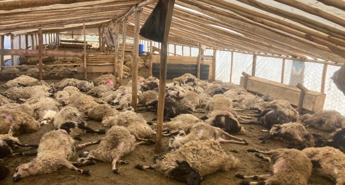 Ağıla giren kurtlar 200 koyunu öldürdü