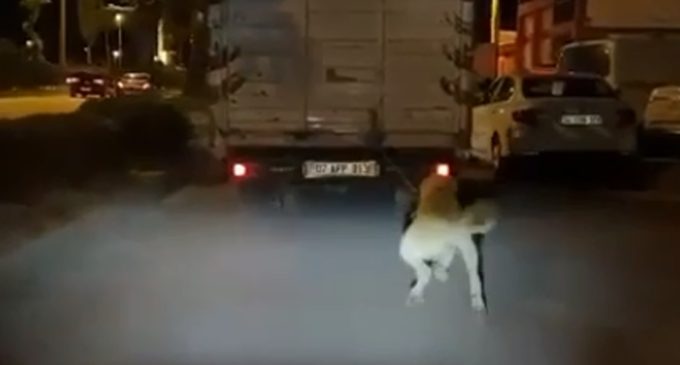 Köpeği kamyonetin arkasına bağlayıp sürükleyen sürücü aranıyor