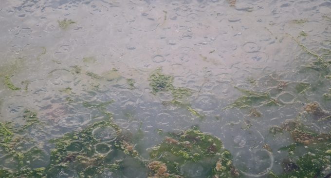 Denizanası istilası: Sahili kapladı