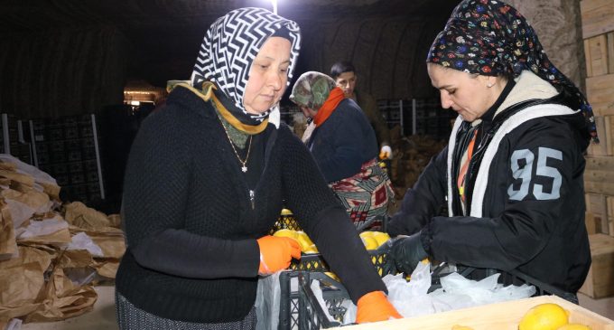 Soğuk hava deposunda Anneler Günü: Limon işçisi kadınlar bu yıl da çalışarak “kutladı”