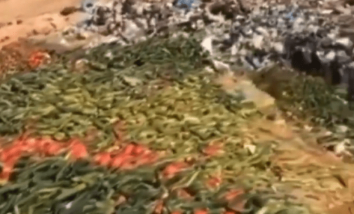 Antalya’da çöpe dökülen domates ve salatalık görüntüleriyle ilgili soruşturma başlatıldı