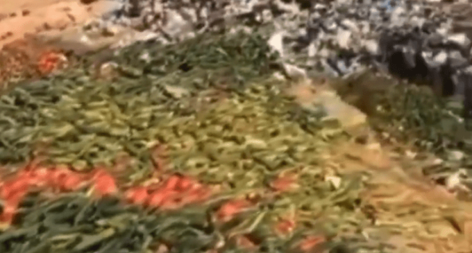 Antalya’da çöpe dökülen domates ve salatalık görüntüleriyle ilgili soruşturma başlatıldı