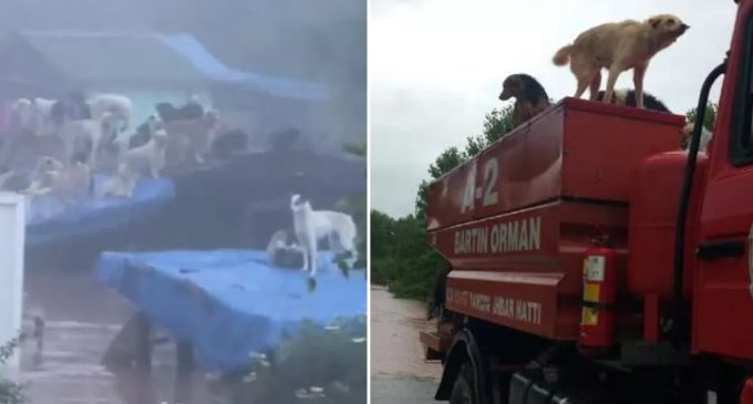 Bartın’da yaşanan selde, ruhsatsız barınakta terkedilen 56 köpek boğularak öldü