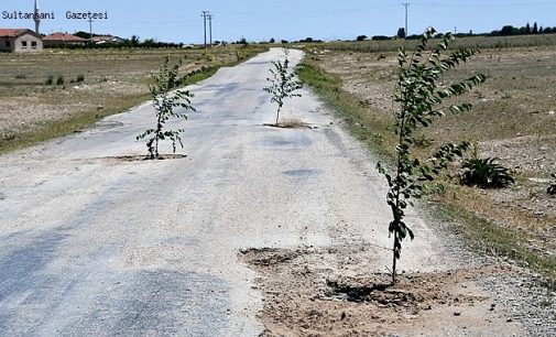 Bozuk yola dikkat çekmek için çukurlara ağaç diktiler: AKP’li belediye başkanı suç duyurusunda bulundu