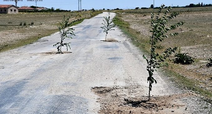 Bozuk yola dikkat çekmek için çukurlara ağaç diktiler: AKP’li belediye başkanı suç duyurusunda bulundu