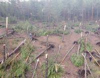 Kütahya’da fırtına: Ormanda yüzlerce çam ağacı devrildi