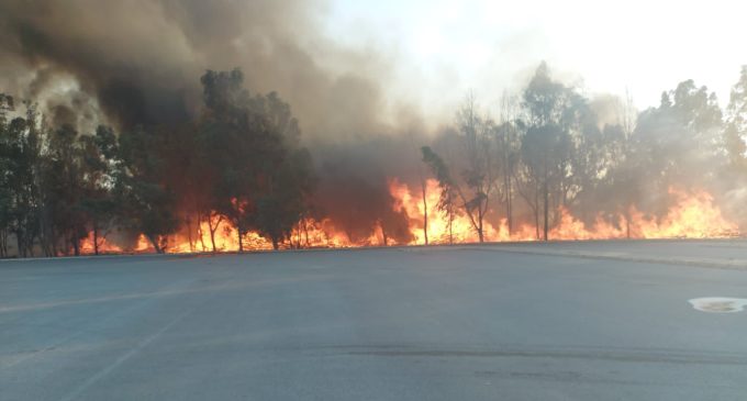 Sasalı Doğal Yaşam Parkı yanındaki ormanda yangın: Kontrol altına alındı