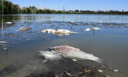 “Ulusal öneme haiz sulak alan” ilan edilmişti: Ulaş Gölü’nde ölü balıklar kıyıya vurdu