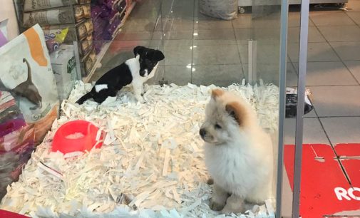 Petshoplarda bir dönem sona erdi: Vitrinde kedi ve köpek satışı yapılamayacak