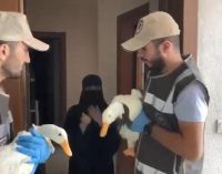 Sosyal medyada gündem olmuştu: Iraklı kardeşlerin gölete bırakmak istediği ördekler korumaya alındı