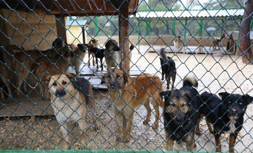 “Bayındır Belediyesi Bakımevi’nde yüzlerce köpek öldürüldü” iddiası: İzmir Barosu suç duyurusunda bulundu