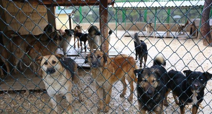 “Bayındır Belediyesi Bakımevi’nde yüzlerce köpek öldürüldü” iddiası: İzmir Barosu suç duyurusunda bulundu