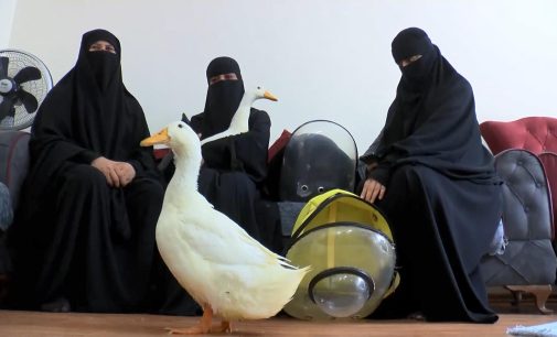 İstanbul’da göletteki ördekleri çaldıkları iddia edilen kadınlar konuştu: “Onları biz büyüttük”