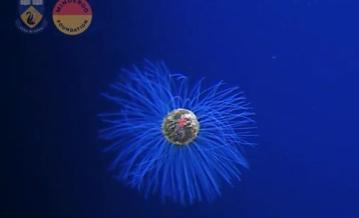 Okyanusun 5 bin metre derinliğinde nadir bulunan bir denizanası görüntülendi