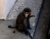 İzmir’de şaşkına çeviren görüntü: Sokakta başıboş gezen maymun yakalandı
