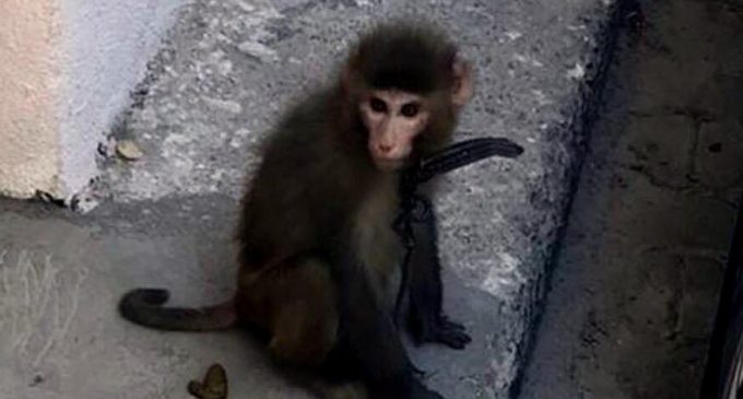 İzmir’de şaşkına çeviren görüntü: Sokakta başıboş gezen maymun yakalandı