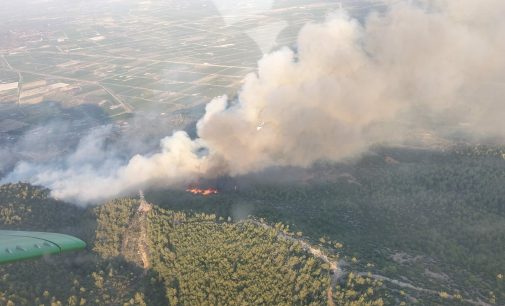 Söke’de orman yangını: Rüzgarın etkisiyle hızla yayılıyor