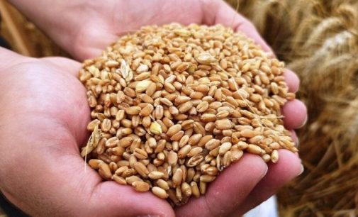 Bakan Kirişci duyurdu: Buğday tohum fiyatları belli oldu