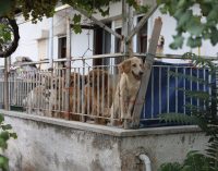 Dehşete düşüren iddia: “Aç kalan köpekler, kilitli tutuldukları evde birbirini öldürdü”