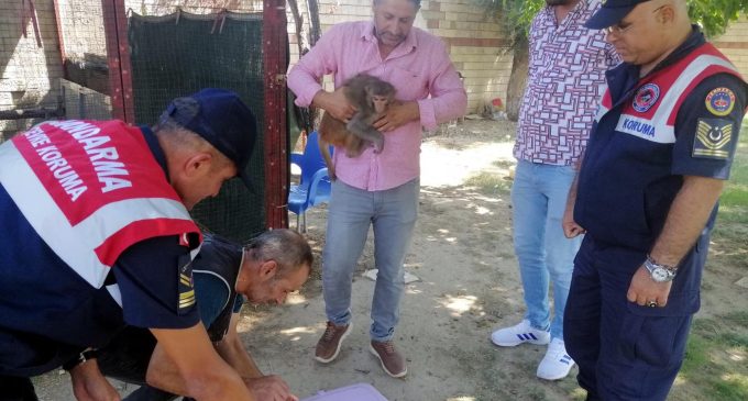 İzmir’de bir maymun vakası daha: İki yaşındaki çocuğun elini ısırdı