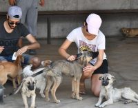 “İşaretlenen sokak köpekleri öldürülüyor” iddiası: Havrita uygulamasına kapatma davası