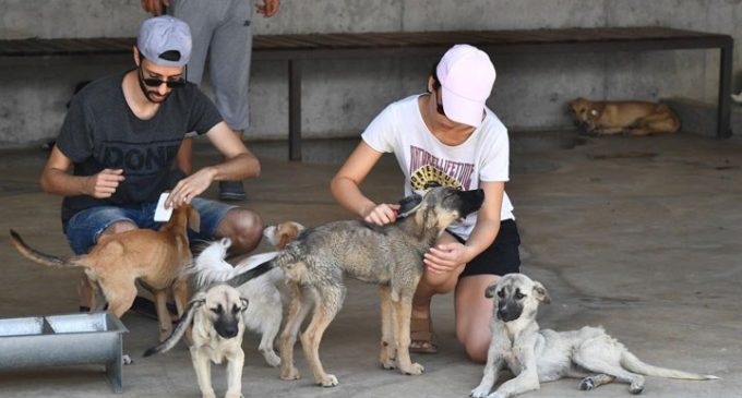 “İşaretlenen sokak köpekleri öldürülüyor” iddiası: Havrita uygulamasına kapatma davası